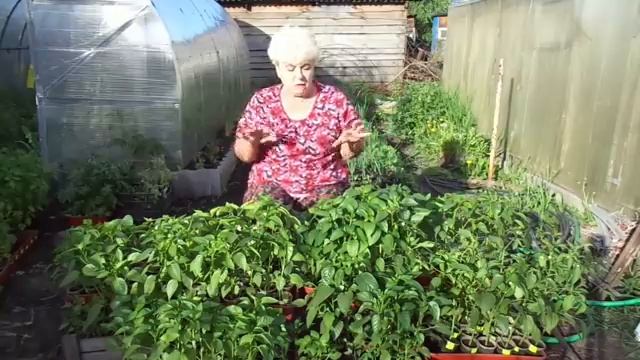 Если перец цветет в рассаде - нужно ли удалять первые цветы сладкого перца? смотреть онлайн