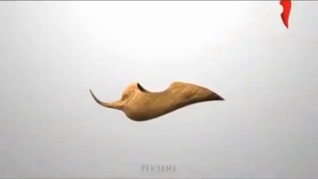 Заставка рекламы "Дерево" (Перец, 31.07-11.11.2015) смотреть онлайн