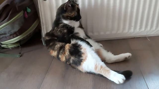 Киса умывается и отдыхает, таймлапс (Timelapse cat washes herself and rests) смотреть онлайн
