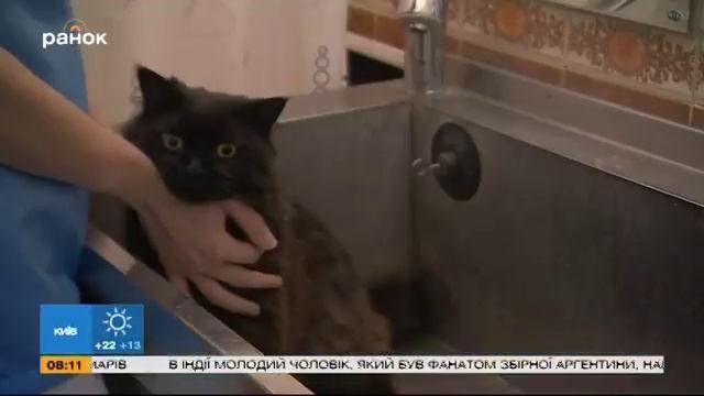 Животные и жара. Как сделать лето комфортным смотреть онлайн