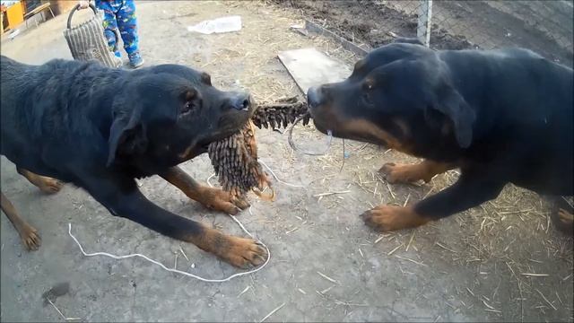 Битва ротвейлеров смотреть онлайн