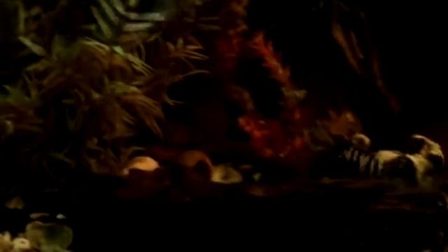 Аквариумные рыбы, Цихлиды смотреть онлайн