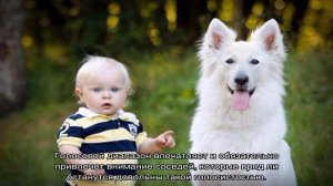 Белая швейцарская овчарка: описание породы