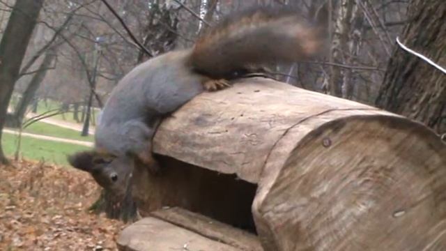 Кормушка для белки собственными руками смотреть онлайн