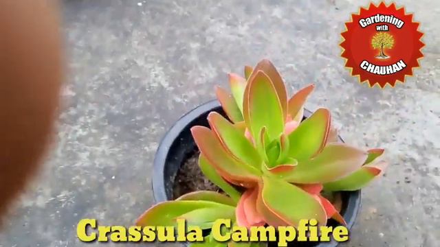 Crassula Campfire Succulent Plant