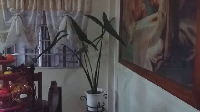 Vlog #40 My 1Year & 5Months Alocasia Tigrina Superba смотреть онлайн