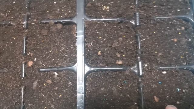 Эксперимент с посевом по лунному календарю. Сею на растущей луне