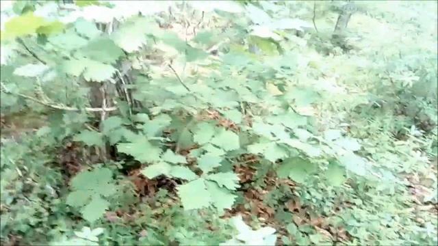 Как собирать грибы лисички. смотреть онлайн