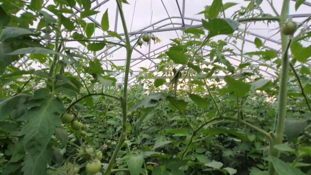 Обзор теплицы на 29.04.24. Сколько и когда обрезать листьев на помидорах.