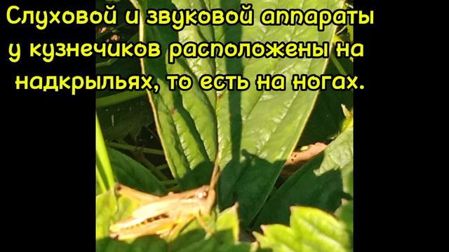 Дачные насекомые : Кузнечики смотреть онлайн