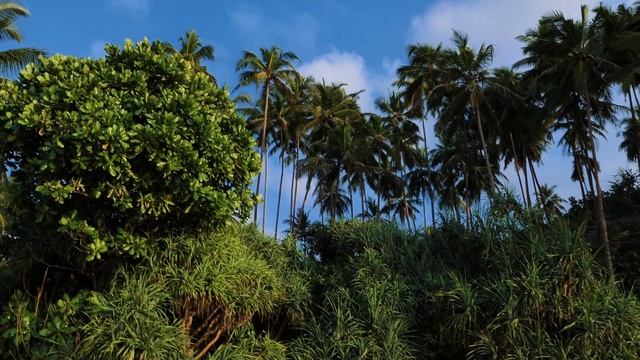 Sri Lanka Kosgoda смотреть онлайн