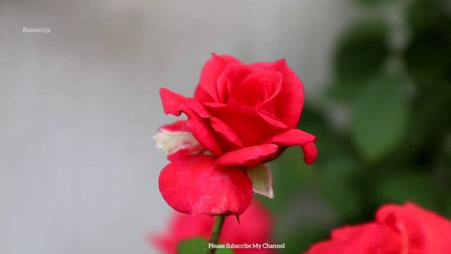 Most Beautiful Roses ~ Rose Plant ~ Roses ~ Orange Roses ~ Roses Overview