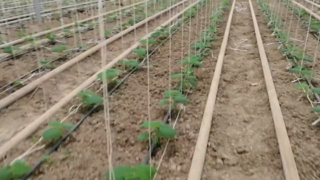 Выпуск 50. Ускорение роста огурца при помощи органического удобрения БИЭМ. смотреть онлайн