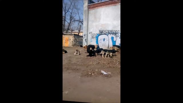 В Воронеже нет бродячих собак! смотреть онлайн
