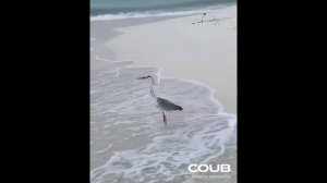 #Shorts ПОДБОРКА ПРИКОЛОВ С ЖИВОТНЫМИ. КОРОТКИЕ ВИДЕО НАРЕЗКИ (#16)