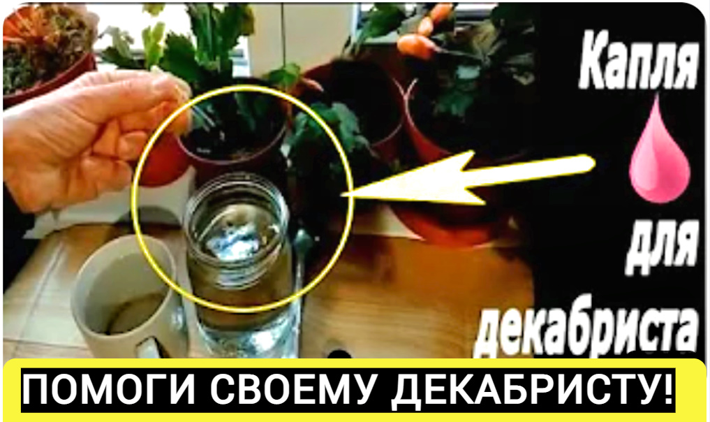 Почему ДЕКАБРИСТ/шлюмбергера закладывает мало цветочных бутонов!Помоги своему декабристу зацвести! смотреть онлайн