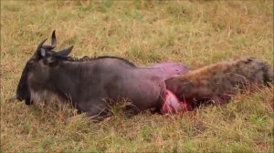 Гиена поедает антилопу гну живьём