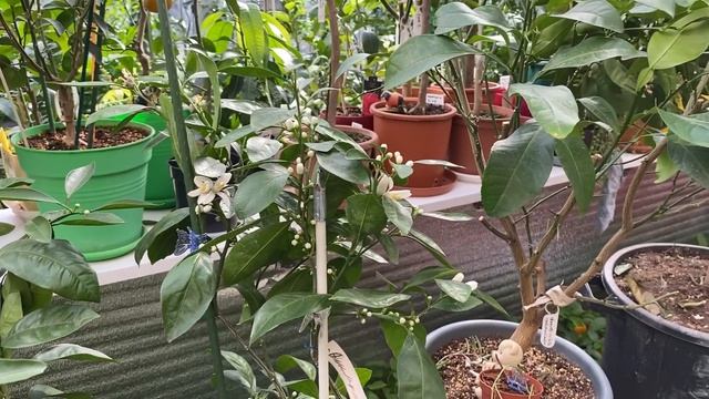 Бутоны и цветы - обрывать или не обрывать, вот в чем вопрос...