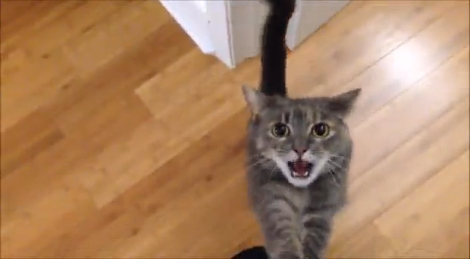 Неутомимый кот-попрыгун! смотреть онлайн