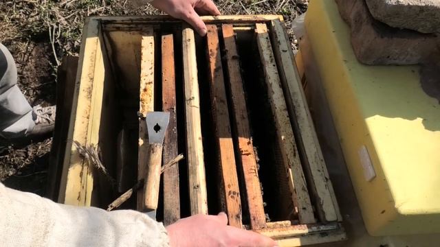 Количество расплода у средней, слабой и сильной семей смотреть онлайн