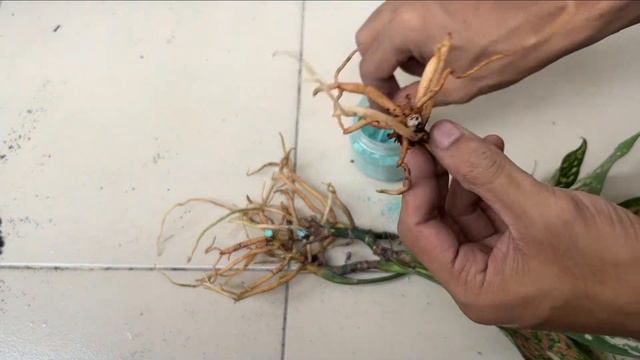Aglaonema Etta Rose Propagation смотреть онлайн