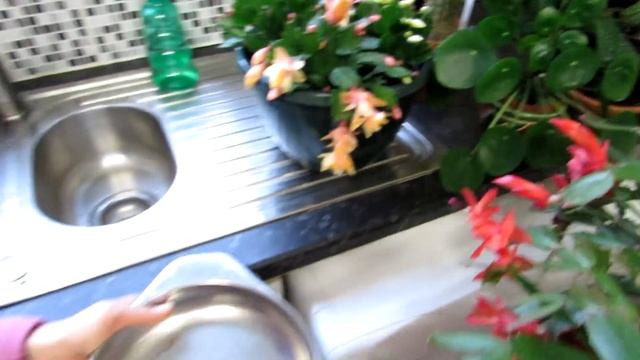 How to pollinate Christmas Cactus Flowers - Schlumbergera смотреть онлайн