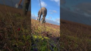 Комбайн для сбора клюквы