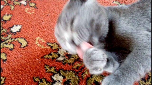 #Кошки. Почему кошки часто умываются. #Cats - уход за собой. смотреть онлайн