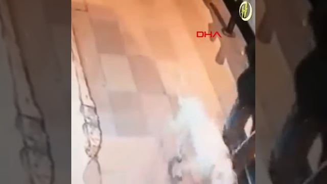 Дикие кошки смотрити смотреть онлайн