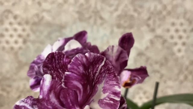 Орхидея ШОКОЛАДКА Самая дорогая орхидея для меня в моей коллекции.??? смотреть онлайн