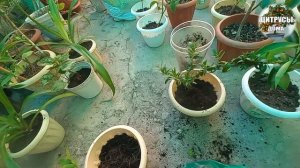 Что с листьями домашнего лимона Пересадка всех цитрусов