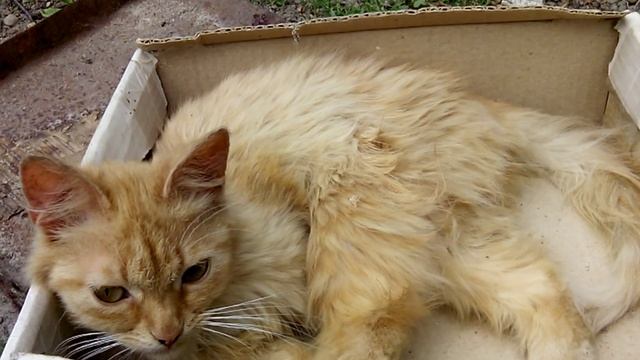 Спящий кот/ сплячий кіт 2 смотреть онлайн