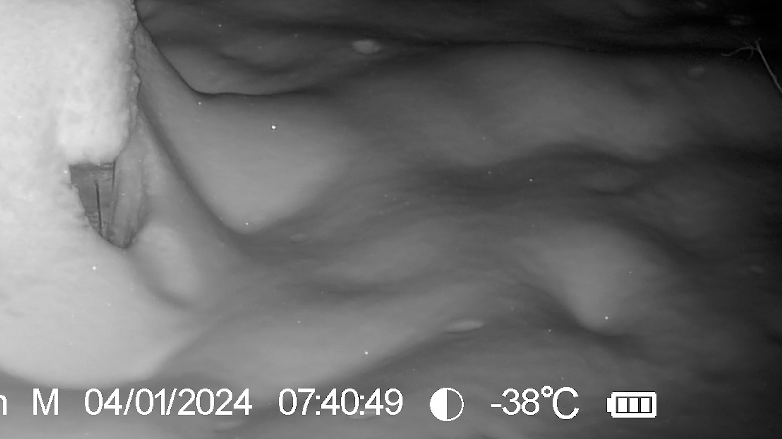 Лютый мороз -38 Фотоловушка SEELOCK S308W #7 / Солонец №5 смотреть онлайн