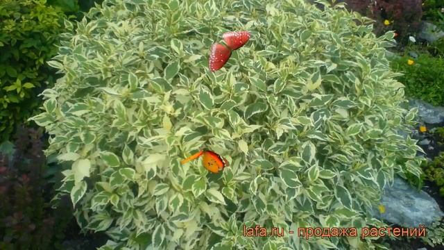 Дерен белый Сибирика (cornus alba sibirica) ? Сибирика обзор: как сажать, саженцы дерена Сибирика смотреть онлайн