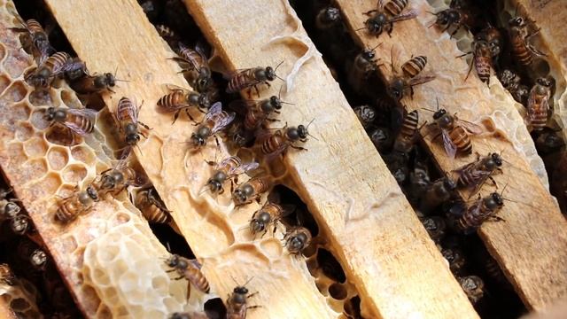 Среднерусская пчела, особенности породы #пчела #пасека #среднерусская смотреть онлайн