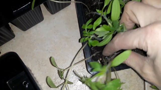 Посадка томатов на рассаду/архив 2020года смотреть онлайн