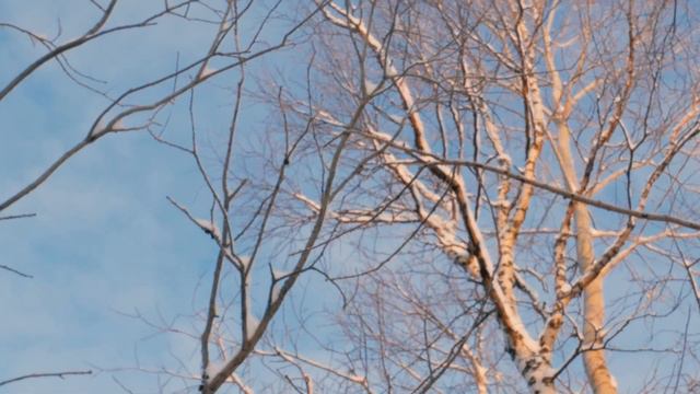 Я твой сосна шатал смотреть онлайн