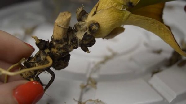 Реанимация орхидеи. Срочная помощь орхидеи без точки роста. Лечение орхидеи без листьев во мхе.