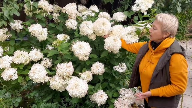 ГОРТЕНЗИИ МОЕГО САДА - почему именно эти сорта? смотреть онлайн