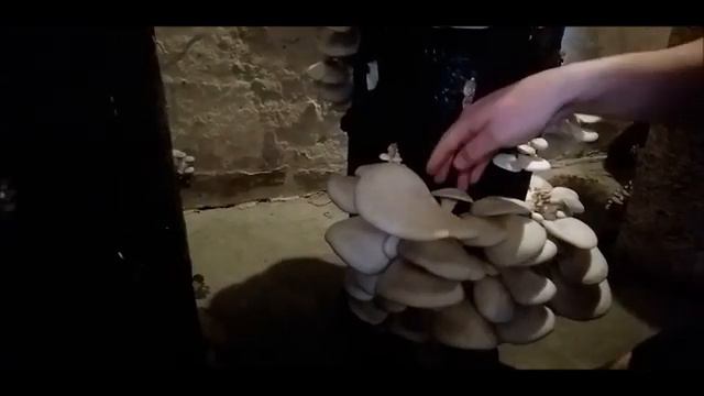 Выращивание вешенки в домашних условиях первая волна смотреть онлайн