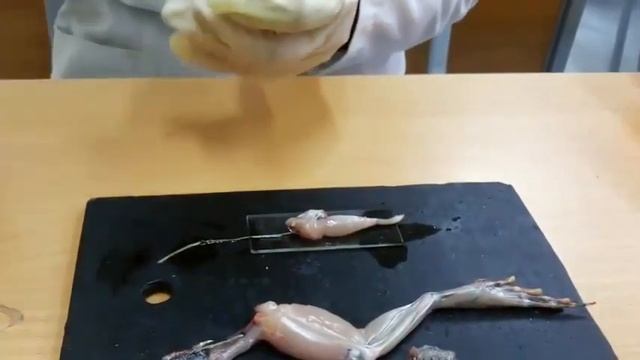 Второй опыт Гальвани | Галванидің екінші тәжірибесі смотреть онлайн