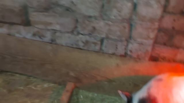 Муха и Фиона скоро переедут. Собаку сдали в приют. смотреть онлайн