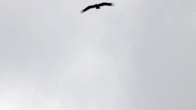 Большой подорлик. Aguila clanga. Птицы Беларуси. смотреть онлайн