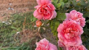 moulin de la galette rose (มูแลง เดลา กาเล็ต) ในฤดูร้อน แถมความใบไหม้เพราะพ่นปุ๋ยหนักมือเกิน ☀️🍂