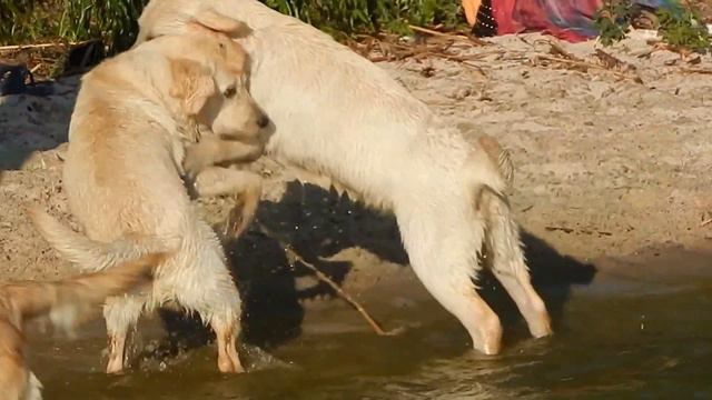 Вся сущность лабрадоров