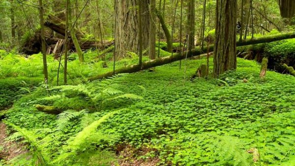 4K Virtual Walk in Redwoods: Majestic Redwoods