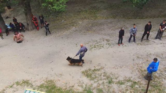 Школа Охранных Собак - АРЕС смотреть онлайн