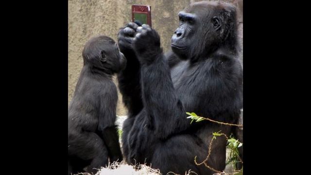 Эти забавные животные These funny animals смотреть онлайн