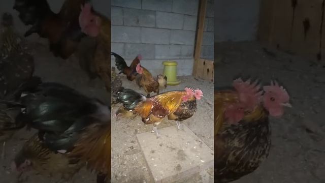 Карликовые куры (бентамка) смотреть онлайн