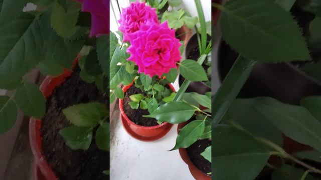 Комнатная роза смотреть онлайн